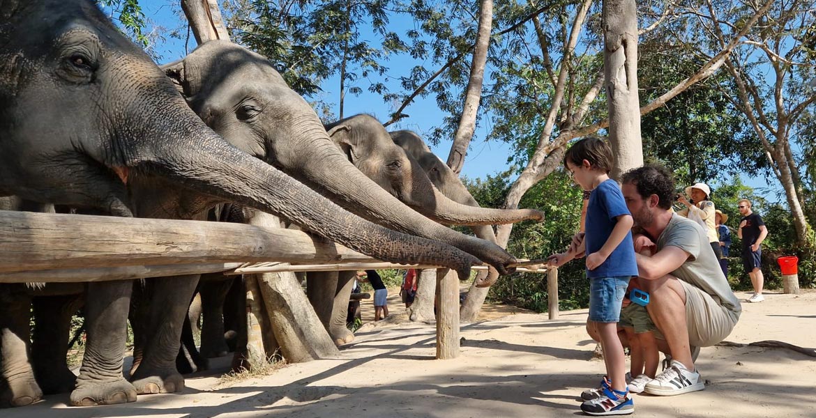 Kulen Elephant Forest